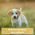 melhor perfume para cachorro